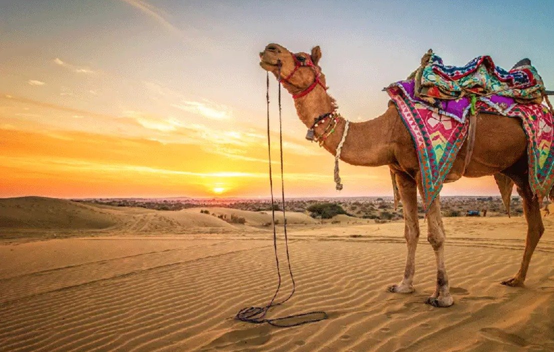 Can You Trust Indian Drivers? Honest Truth Every Tourist Should Know Before Booking