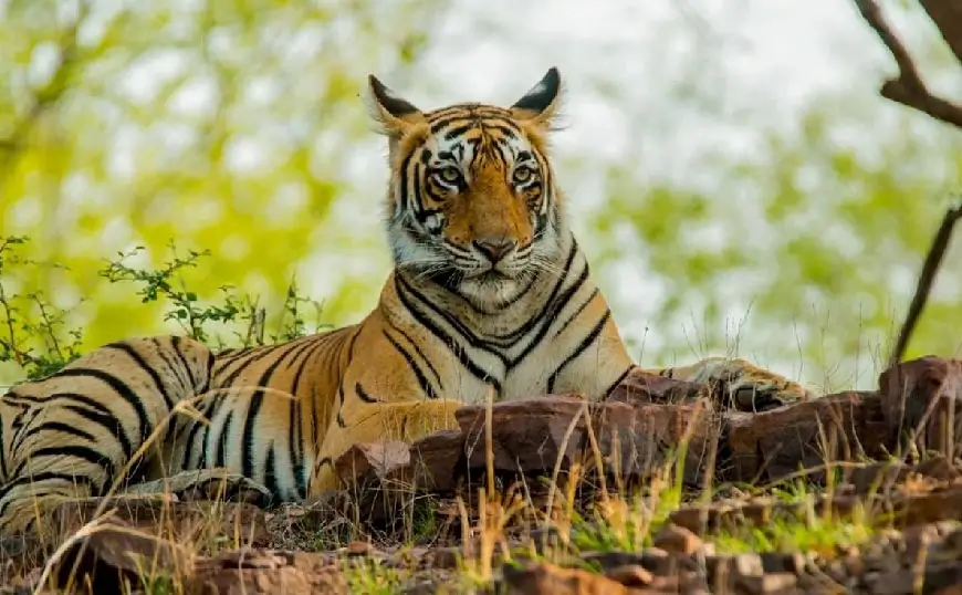 Ranthambore Safari Zones Explained: Which Zone Has the Highest Tiger Sightings?