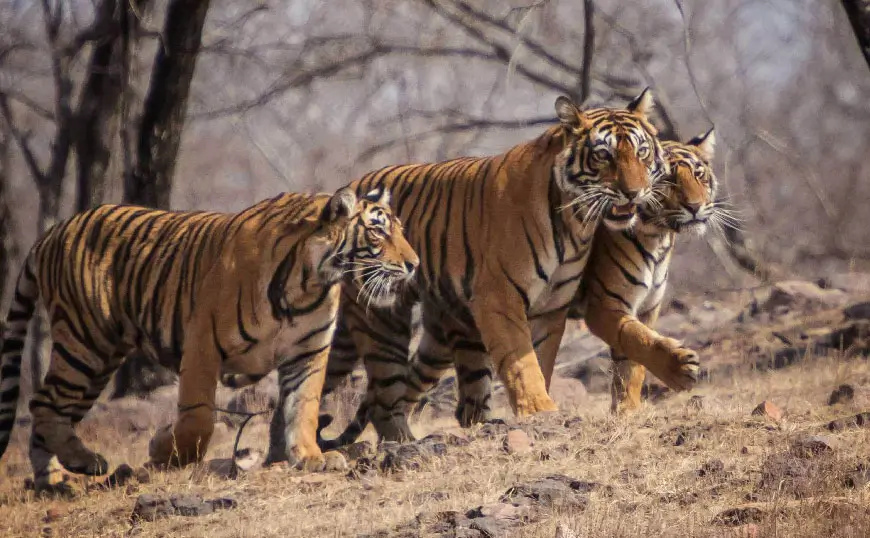 Ranthambore Safari Booking Guide: Online Permits, Fees & Best Time Slots