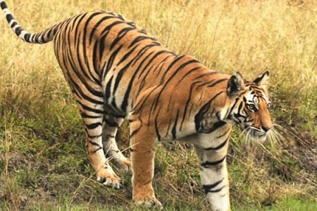 Bandhavgarh National Park