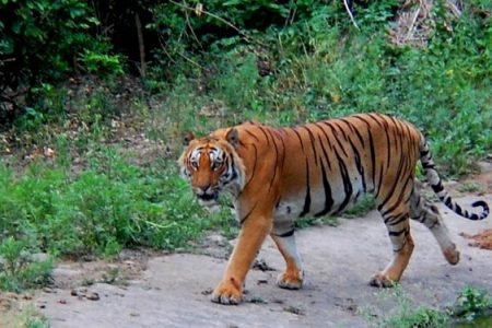 Jim Corbett National Park