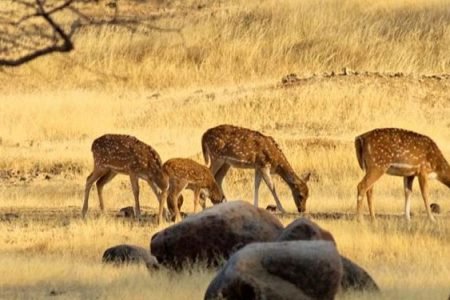 Kanha National Park