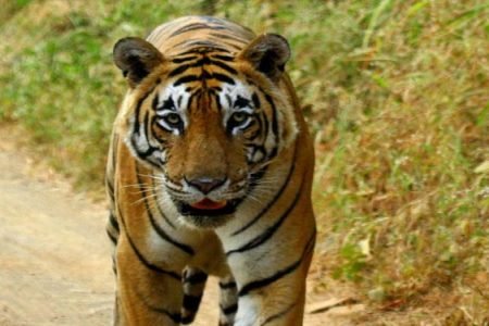 Panna National Park
