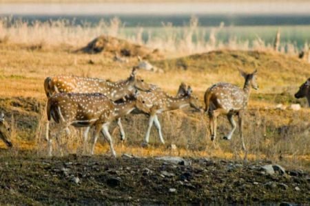 Pench National Park