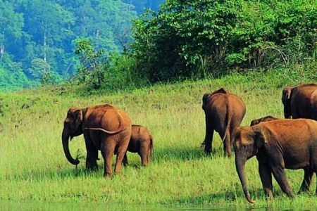 Periyar National Park