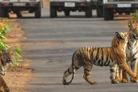 Ranthambore