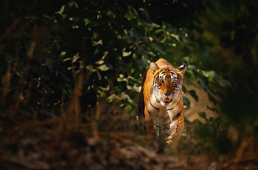 10 Nights -11 Days Rajasthan Wildlife Tour Package