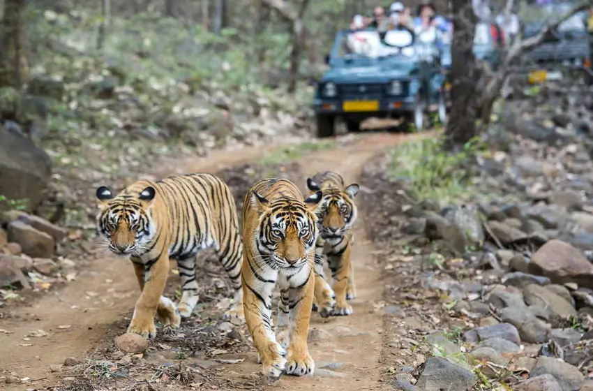Explore Rajasthan & Wildlife with Golden Triangle