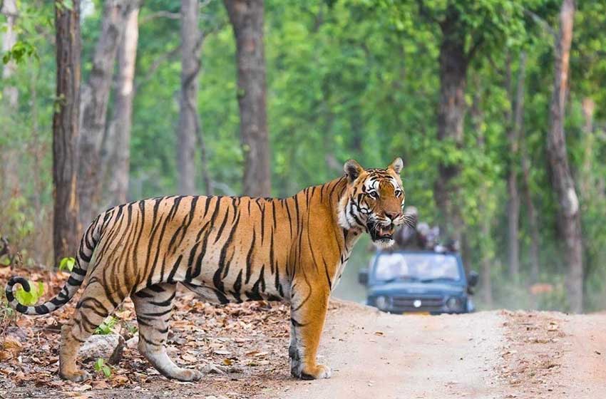 Golden Triangle with Rajasthan & Wildlife