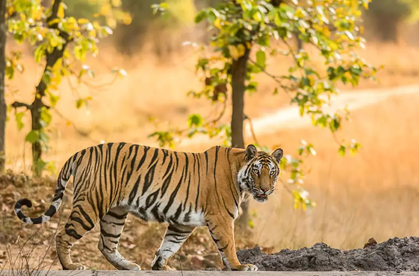 India Luxury Wildlife Safari