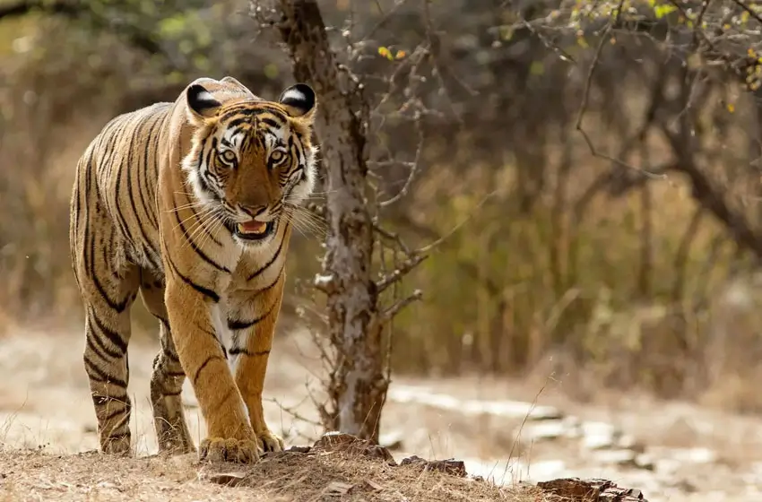 Jaipur - Ranthambore Day Tour