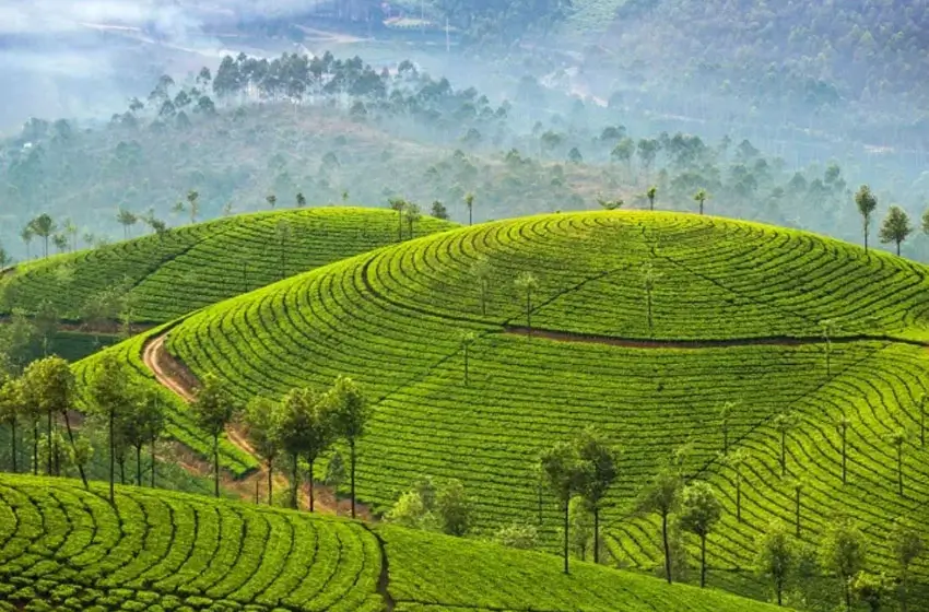 Kerala Backwaters & Spice Hills Tour