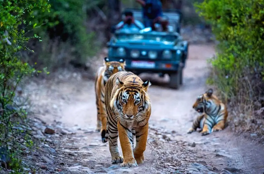 Rajasthan & Wildlife with Extended Golden Triangle