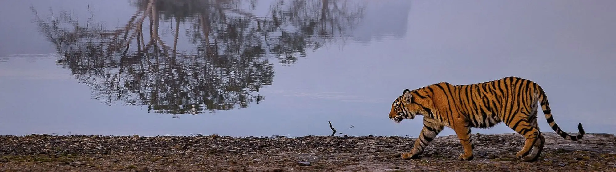 Explore Rajasthan & Wildlife with Golden Triangle