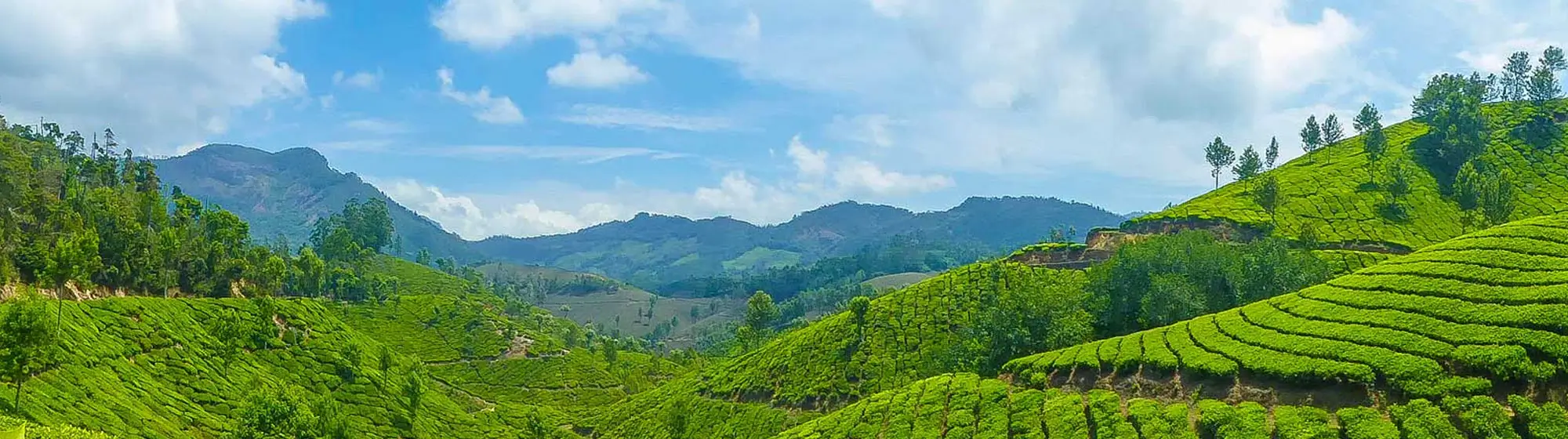 South India Hill Stations & Tea Plantation Tour