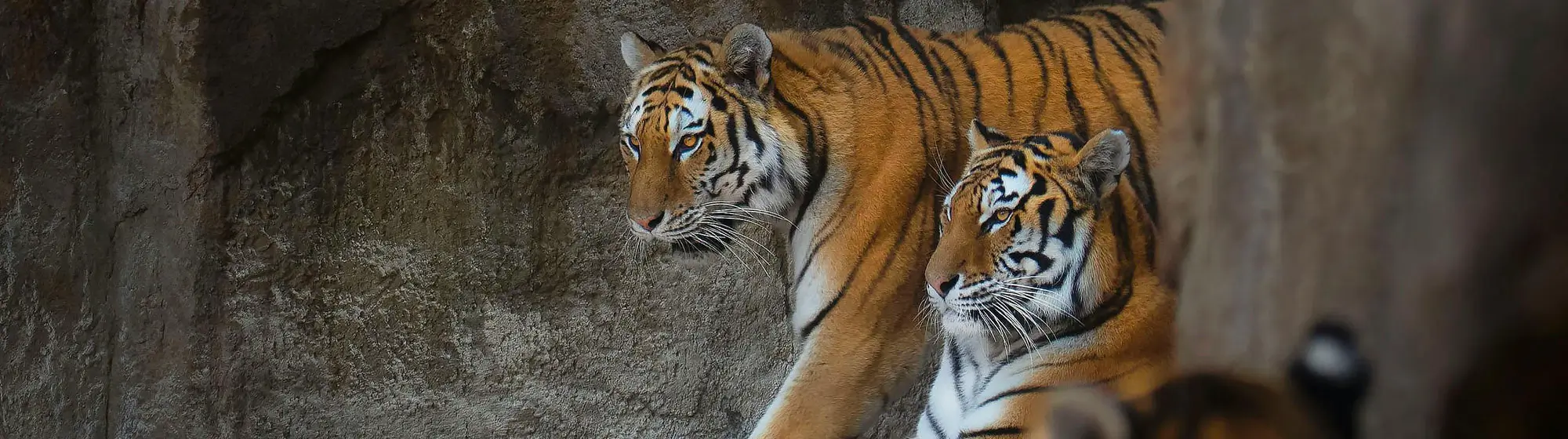 Jaipur - Ranthambore Day Tour