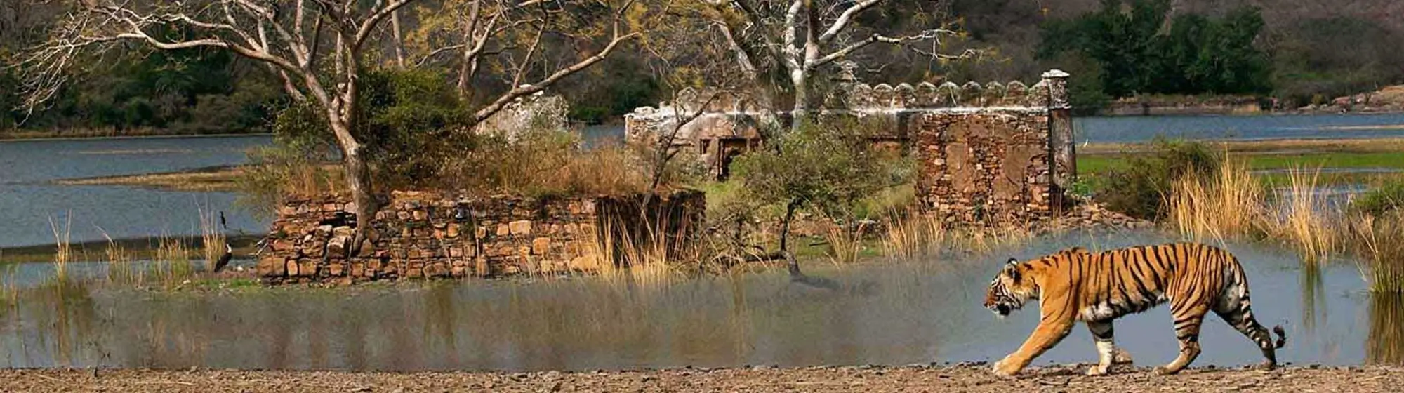 India Luxury Wildlife Safari