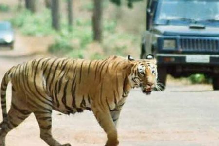 Jaipur - Ranthambore Day Tour