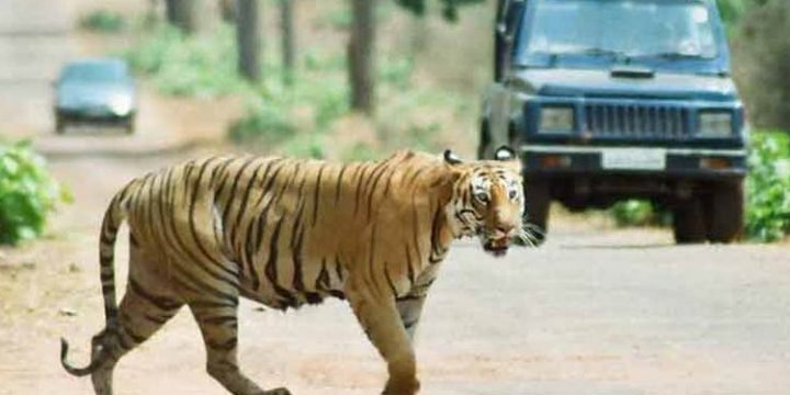 Jaipur - Ranthambore Day Tour