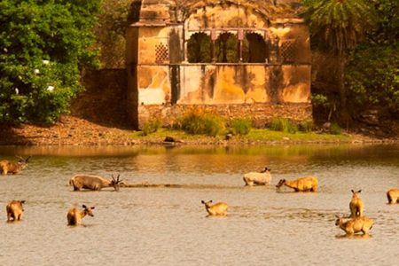 Explore Rajasthan & Wildlife with Golden Triangle