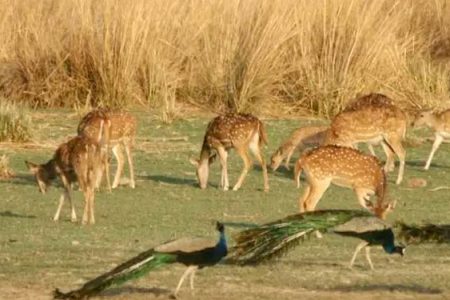 Golden Triangle with Rajasthan & Wildlife