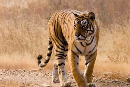 10 Nights -11 Days Rajasthan Wildlife Tour Package