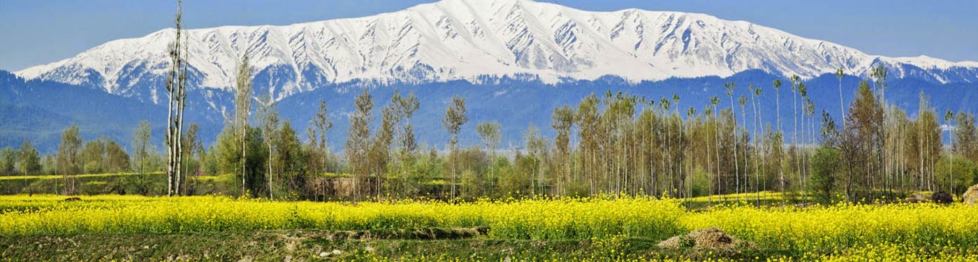 Aromas of Mountain