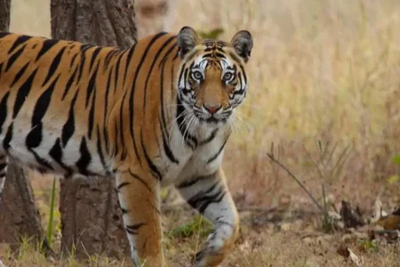 India Luxury Wildlife Safari