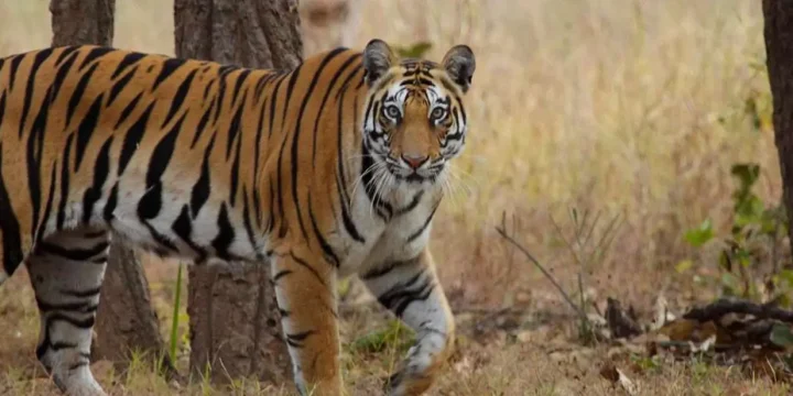 India Luxury Wildlife Safari