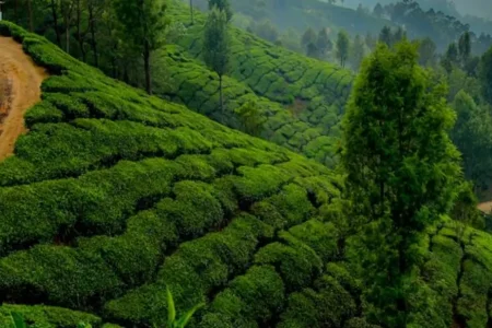 Kerala Backwaters & Spice Hills Tour