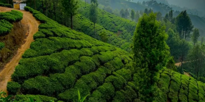 Kerala Backwaters & Spice Hills Tour