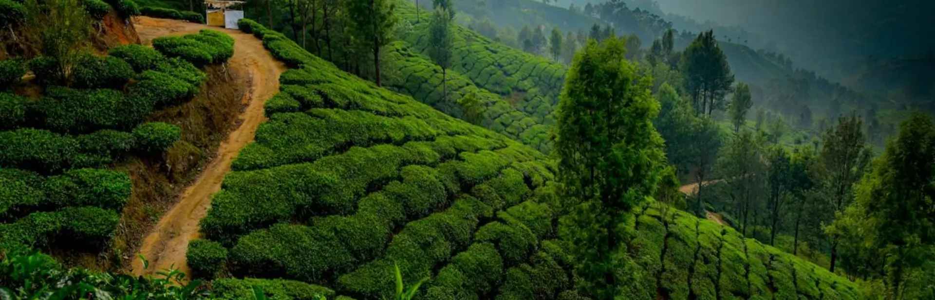 Kerala Backwaters & Spice Hills Tour