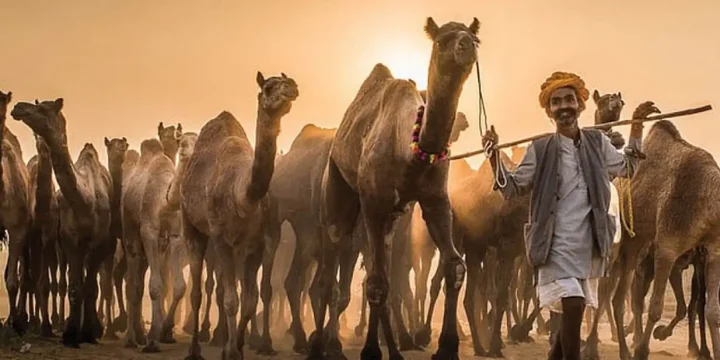 Rajasthan Heritage Village & Fair Tour
