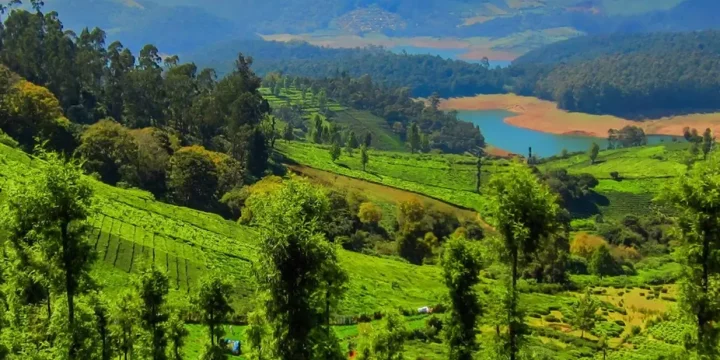 South India Hill Stations & Tea Plantation Tour