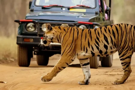 Golden Triangle with Taj & Tiger Luxury Safari