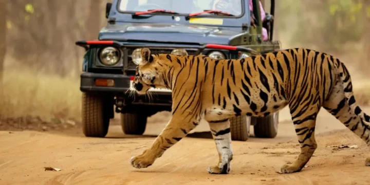 Golden Triangle with Taj & Tiger Luxury Safari